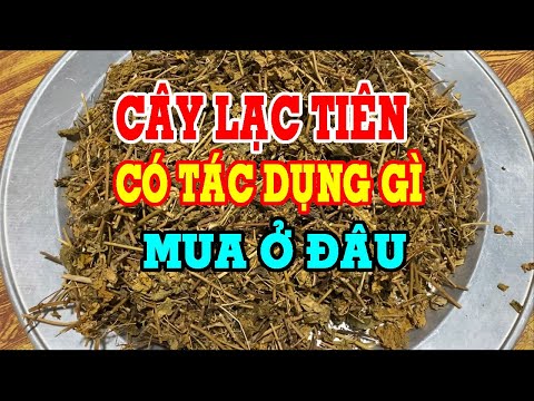 Video Cây lạc tiên - Cây lạc tiên có tác dụng gì - Cây lạc... - youtube