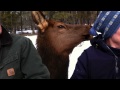 An elk being friendly...