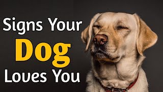 '10 Signs Your Dog Really Loves You: Understanding Canine Affection'