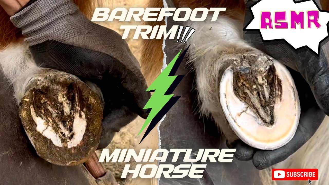 FARRIER ASMR Quick BAREFOOT Trim Mini HOOF RESTORATION!! YouTube