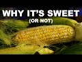 How Science Saves Sweet Corn