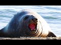 Elephant seal worlds greatest yawns