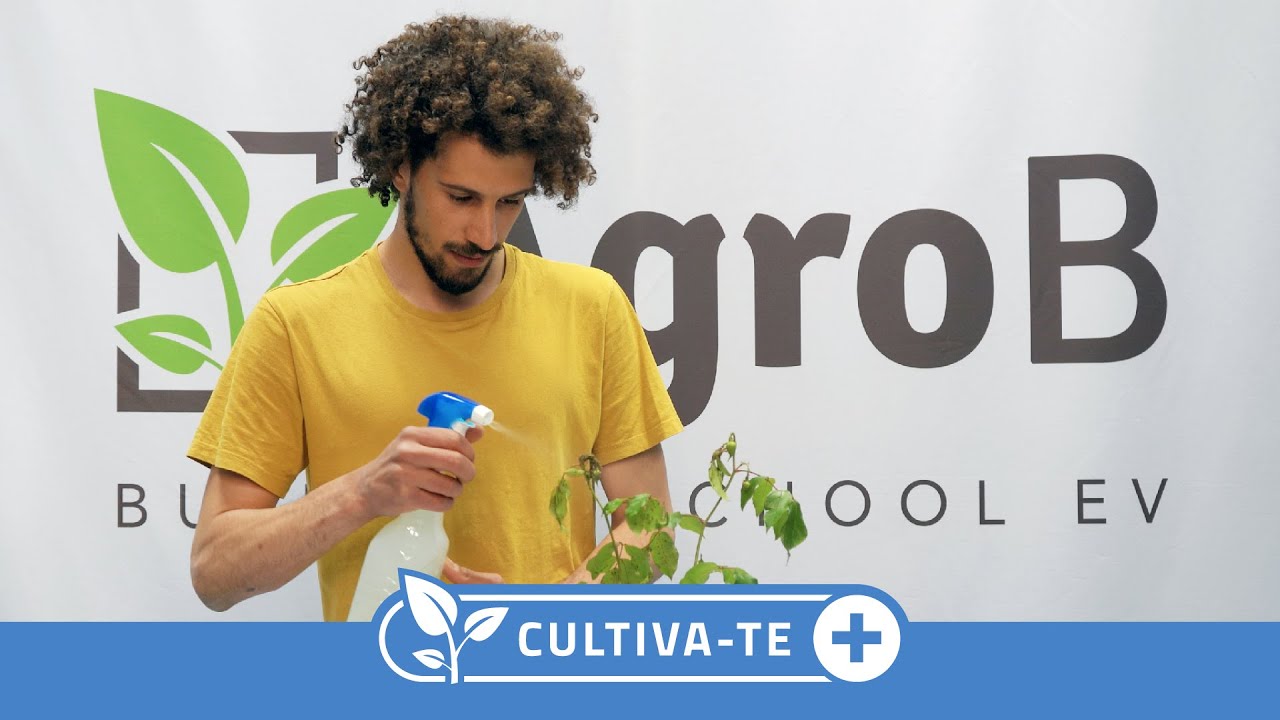 Cultiva-te + | Controlo de afídeos com sabão azul