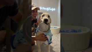 The way he looks at his new toy… 🥹❤️ #dogs #cute #dogshorts