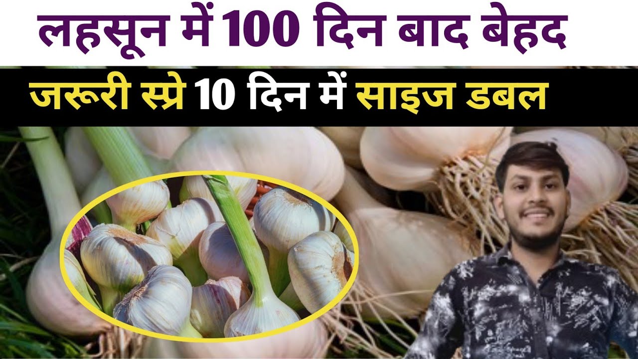 लहसुन का साइज 10 दिन में डबल करने वाली स्प्रे Lahsun ka size kaise