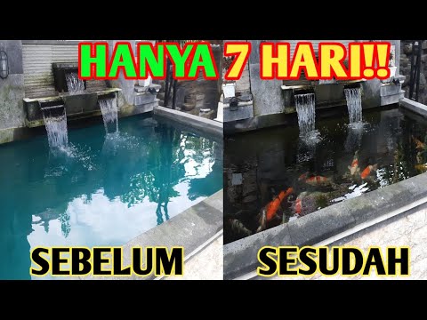 Video: Berapa lama waktu yang dibutuhkan untuk menumbuhkan lumut?