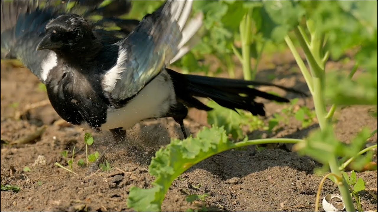 Die Geschichte der Elster Else (die Else-Story), Teil 4