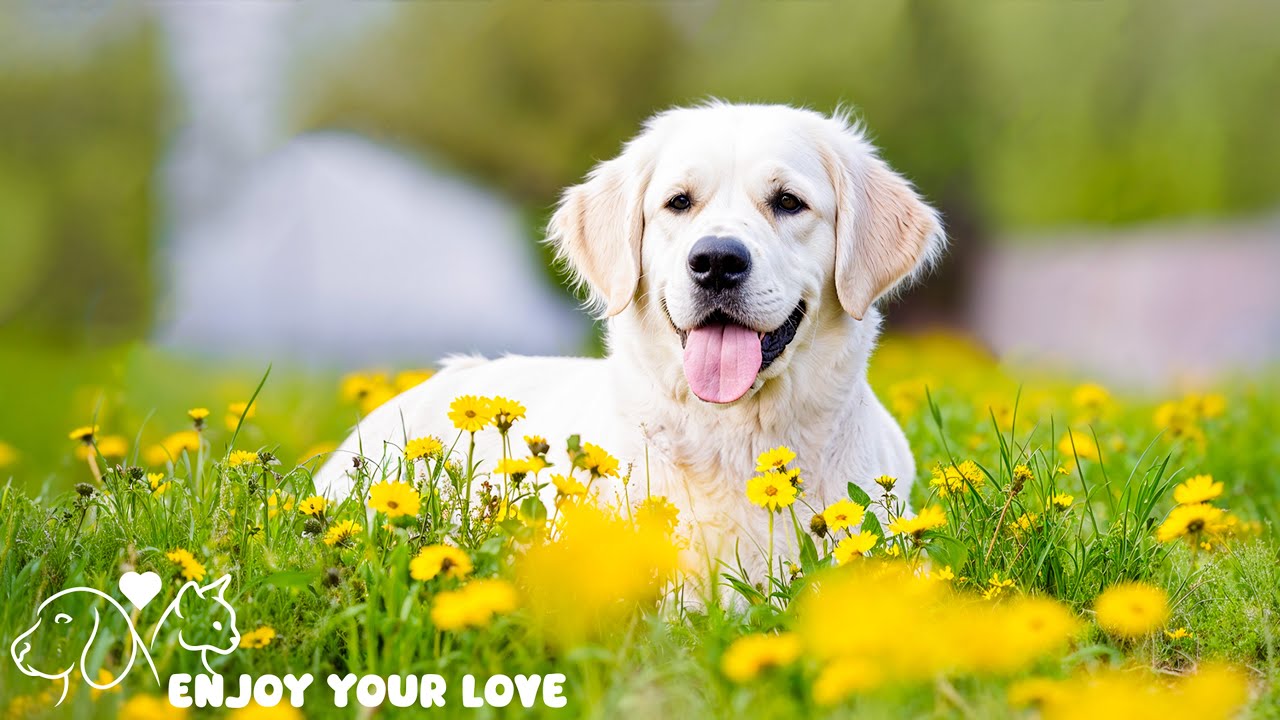 Relaxing music for dogs when home alone🐶🏠Anti Anxiety Music For Dogs 🐶 Dog Stress Relief Music🎵