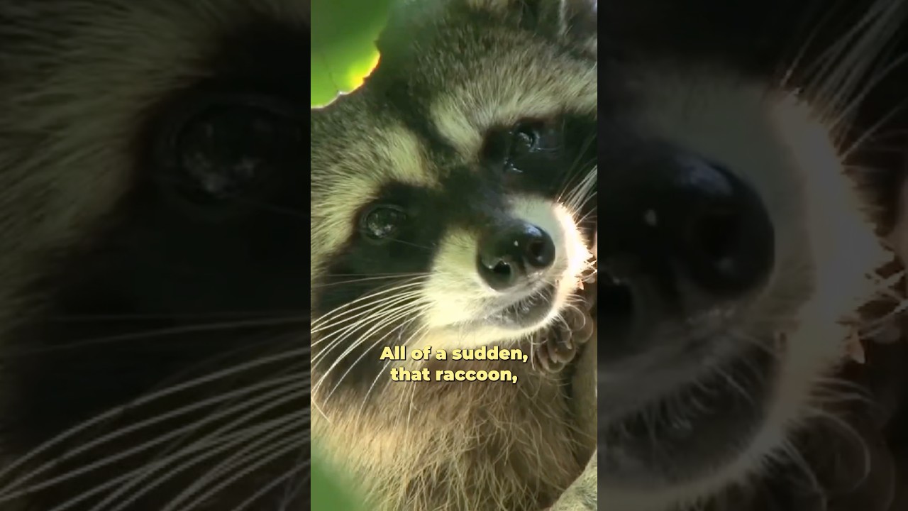 Lessons in marketing from a raccoon shirt 🦝 👕 #podcast #raccoon #marketing Lessons in marketing from a raccoon shirt 🦝 👕 #podcast #raccoon #marketing