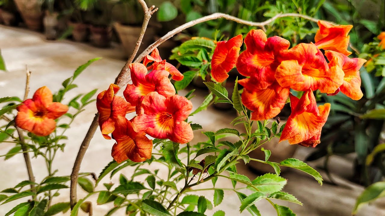 Best Choice For Summer Gardens: Orange Tecoma Flowering Plant | Caring Tips | Hindi/Urdu