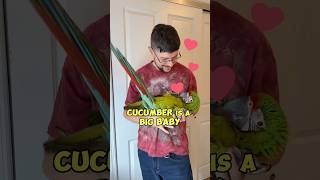 Great Green Macaw is a Big Baby!