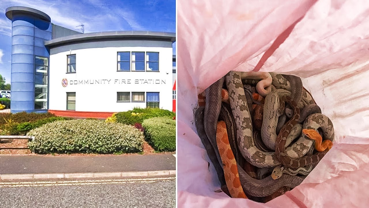 Bag Of Snakes Library Policy