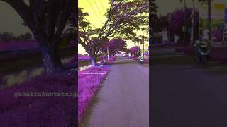 country roads ][ Jalan Pedesaan Yang Damai #shorts #like #subscribemychannel