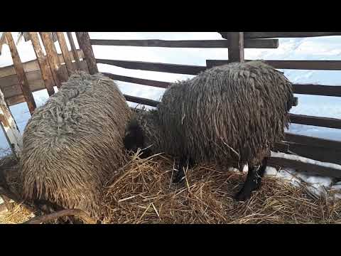 Романовские овцы. Котная овца или нет? Когда у первокоток наливается вымя?
