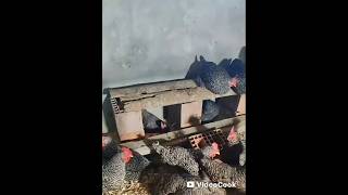 Ожидание в очереди, чтобы снести яйцо, обязательно.