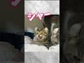 ぜーんぜん怖くないシャーを覚えた子猫が犬と✨