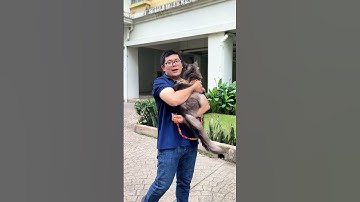 Mèo bị bí tiểu do sỏi thận/ sỏi bàng quang/ viêm tiết niệu - Link 2 Link VN