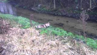 Kavik - Malamute Huskey loving the river! Very funny and muddy!
