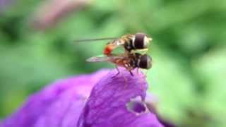 Couple tiny bugs mating