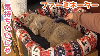 【猫の毛割れ②】ブラッシング嫌いの猫にファーミネーターを使ったら予想外の反応でした(ブリティッシュショートヘア)