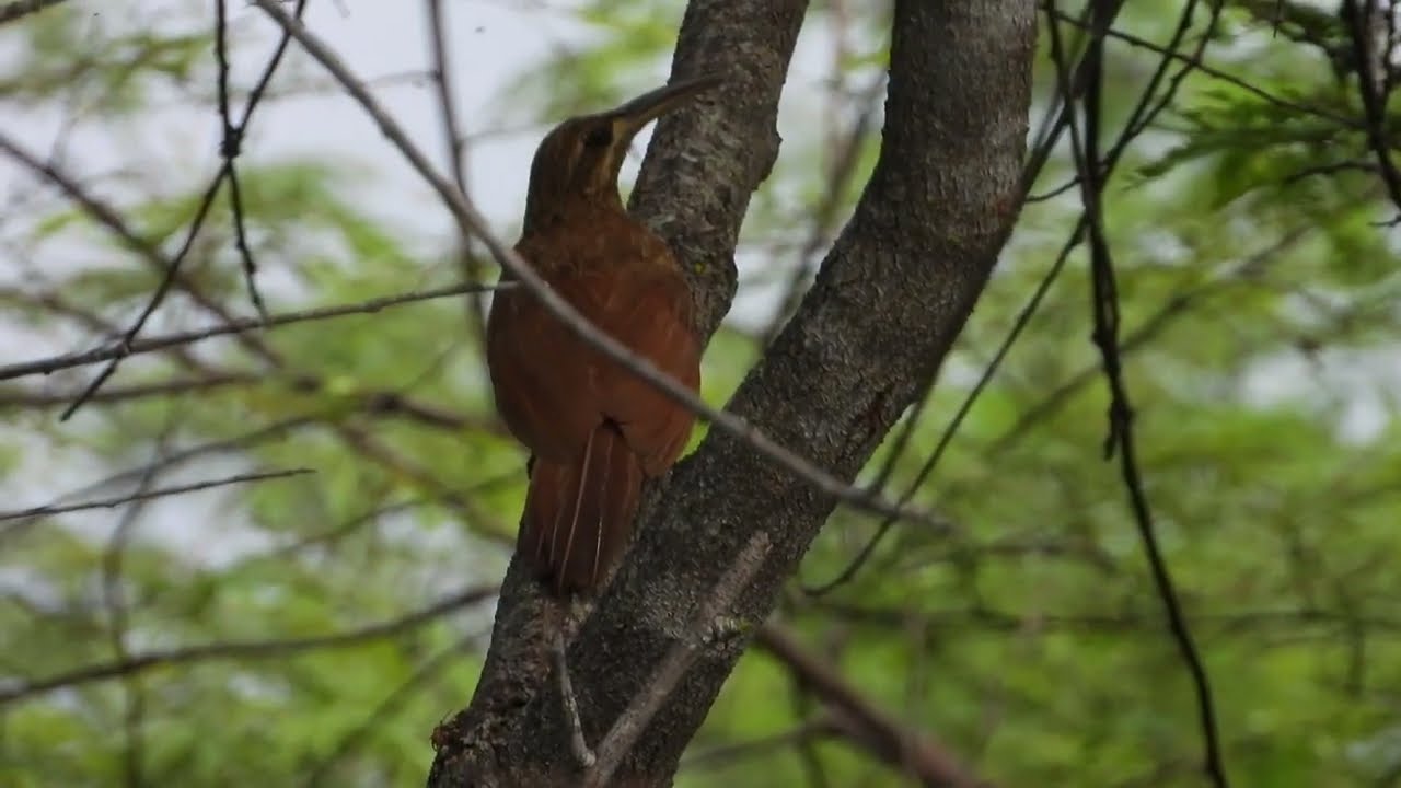 Moustached Woodcreeper!  Arapaçu-do-Nordeste!