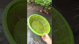 ফিশ ভিডিও #fishing #মর্নিং2pmরেজাল্ট #viral