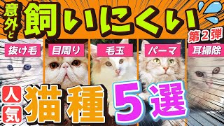 【実は「飼いにくい一面がある人気猫種選」 '第弾'】飼う時に注意が必要な猫種の飼い方やお迎えの工夫を現役猫ブリーダーがご紹介