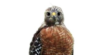Red Shoulder Hawk Calls FYV