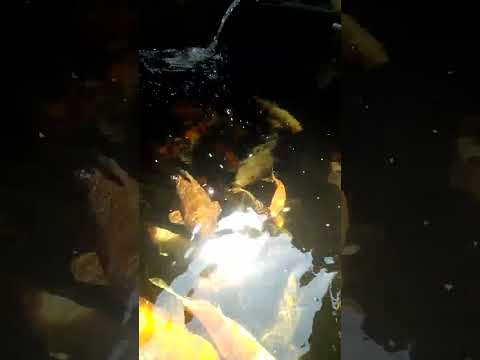 Koi Jogja Koi