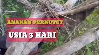 Rivew Sarang Burung Perkutut Di Pohon Jati