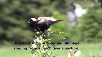 Bobolink--unusual songbird