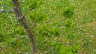 Quercus robur 'Facrist' dub letní
