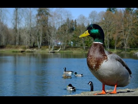 Duck swimming in the water// video for kids//