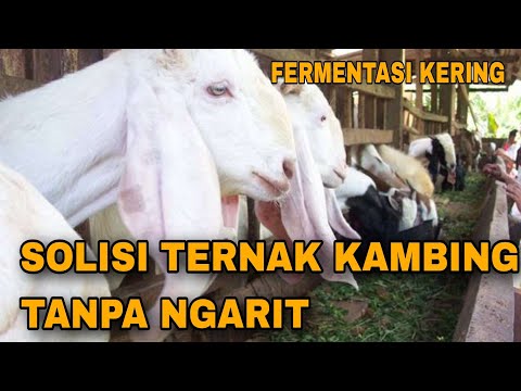 Cara Buat Pakan Kambing Fermentasi Kering