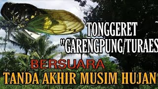 Download Lagu Suara Tonggeret Garengpung/Turaes di Alam - The sound of insects signing the end of the rainy season MP3