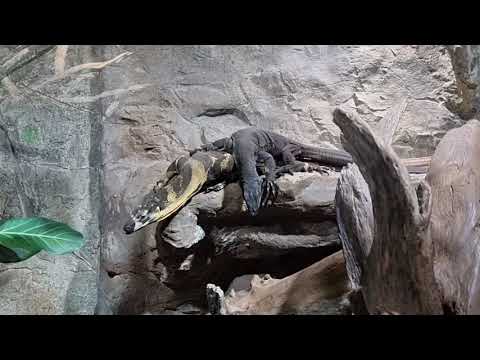Lace monitors