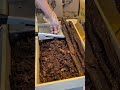 ASMR cutting chocolate #shortsvideo #asmrsounds #cuttingskills #chocolate