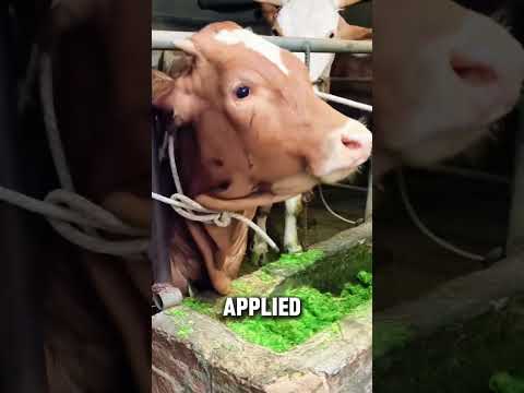 How To Install A Bull Nose Ring