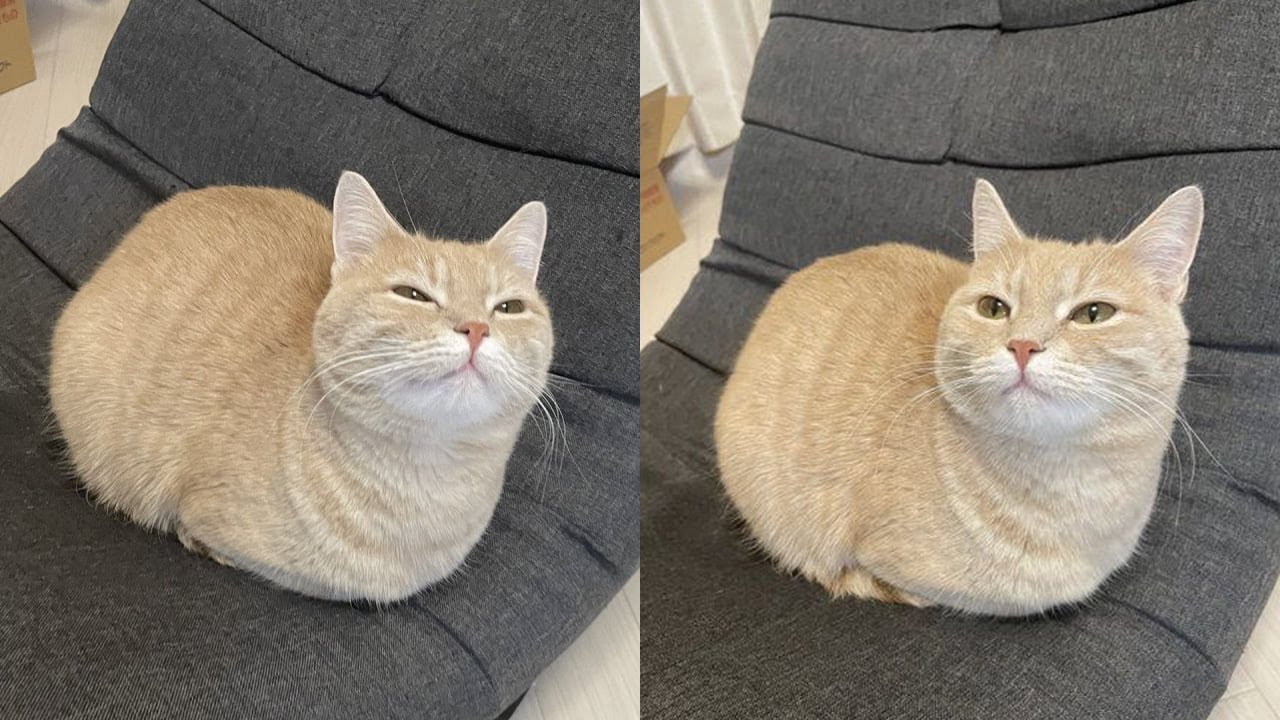 Cats Just Doing What Cats Do Best 🤣Funny Cats Videos 2025 🐱 Part 73