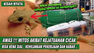 AWAS !!! TANDA KEJATUHAN CICAK , TERNYATA BISA BEGINI MITOS ATAU FAKTA ?? - KISAH NYATA