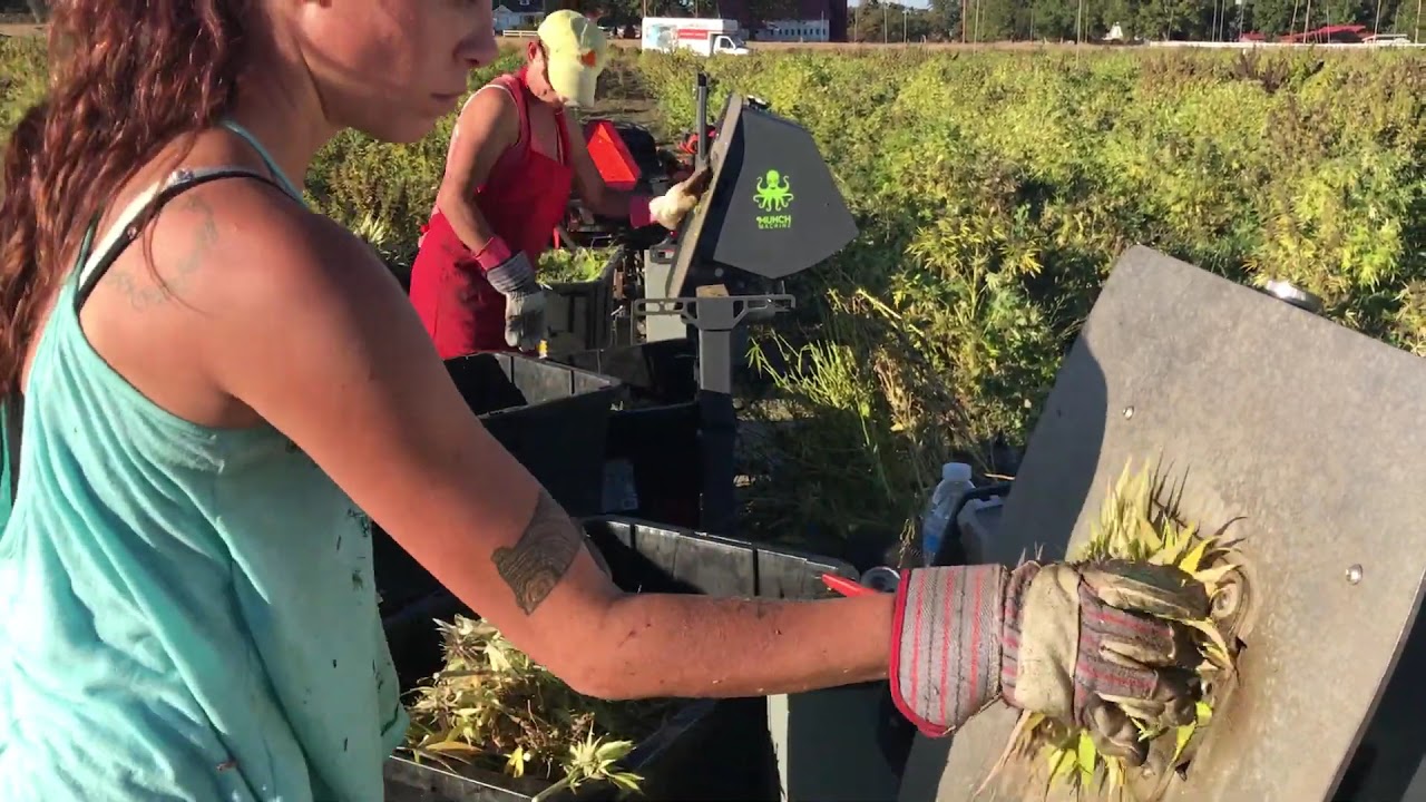 Farm Journal | More Munch Machine Field Bucking (Part 2)