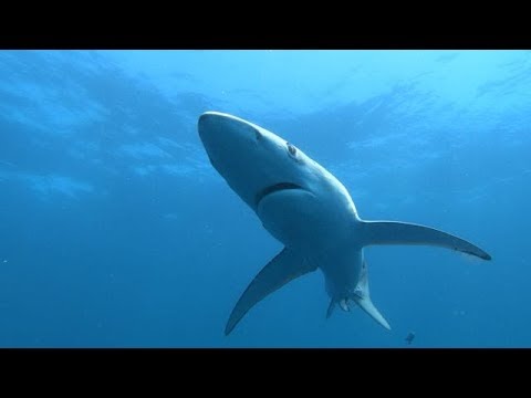 Diving with Sharks in South Africa - 4K