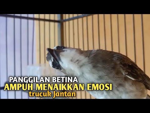 Trucuk BETINA memanggil Jantan Suara Birahi Ngecuplik 100% pancingan trucukan gacor agar BUNYI EMOSI