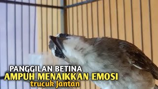 Trucuk BETINA memanggil Jantan Suara Birahi Ngecuplik 100% pancingan trucukan gacor agar BUNYI EMOSI