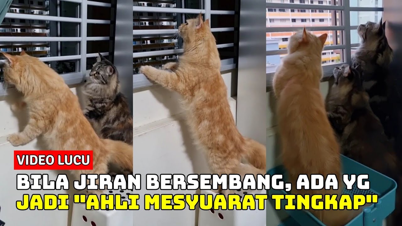 video-kucing-lagak-makcik-bawang-lihat-apa-mereka-buat-youtube