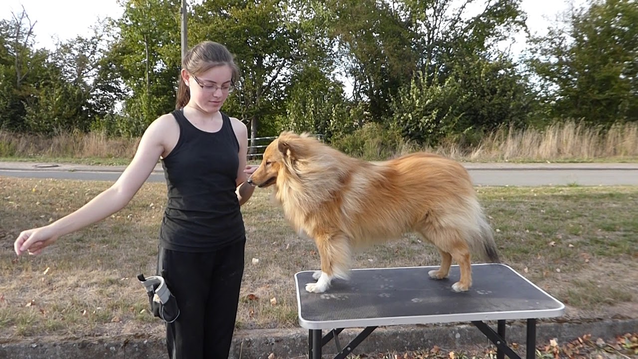 Ringtraining So wird Ihr Hund bereit für die Ausstellung! YouTube