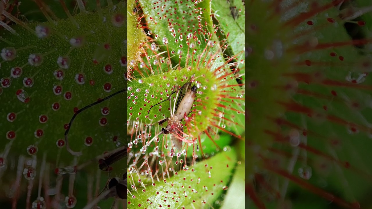Mosquito being consumed by sundew timelapse