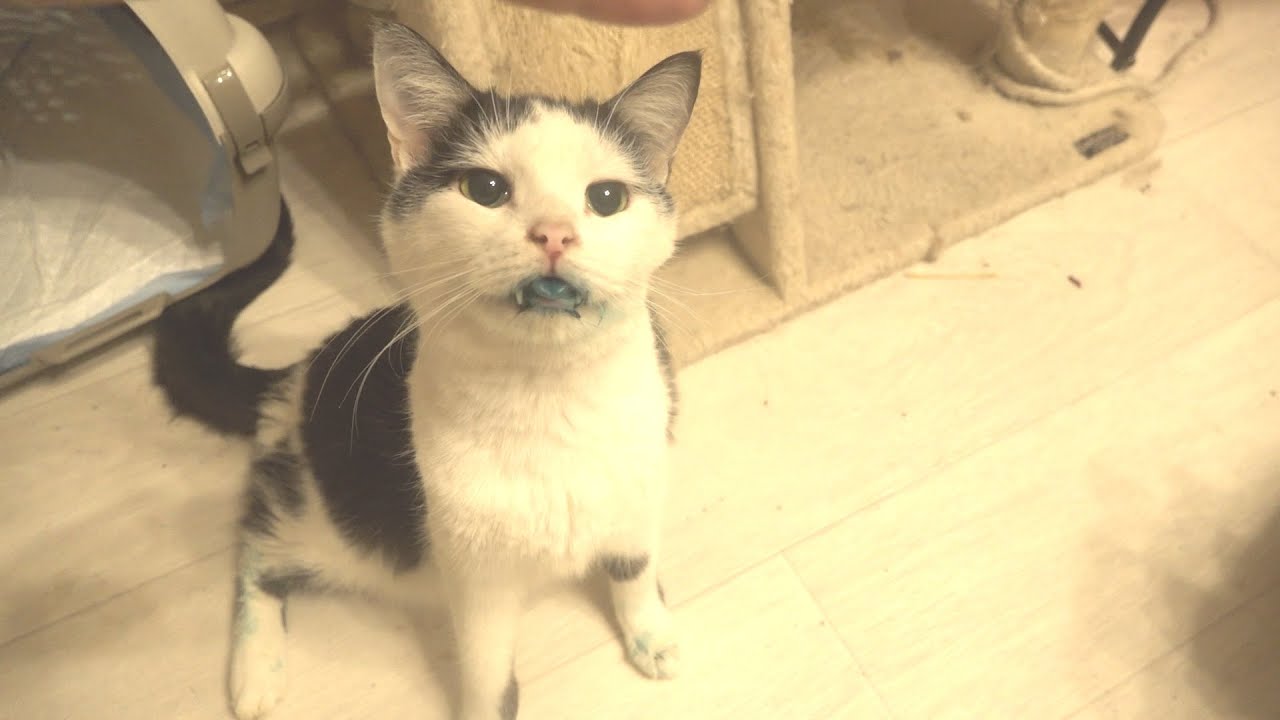 Pepper cat after 10 teeth removed | 5 hours recovery