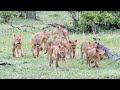 Nine Little Lion Cubs in the Rain! | The Virtual Safari #140