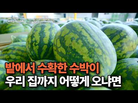 내가 먹은 수박🍉 어떻게 우리집 식탁까지 왔을까? | 수박 선별부터 출하까지 전 과정 다 보여드림! | #서장훈의이웃집백만장자 #백만장자